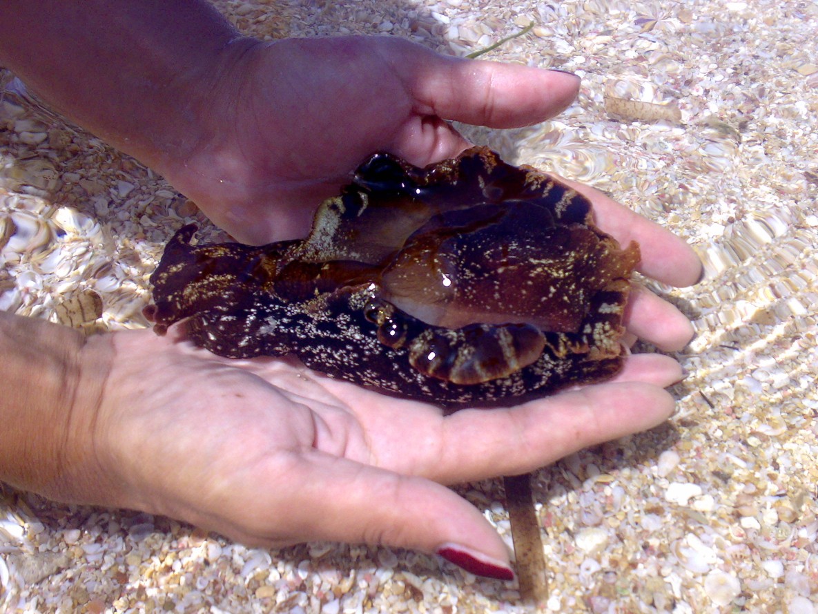 Aplysia sp.